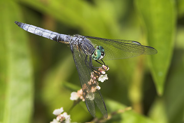 Image showing Dragonfly at rest