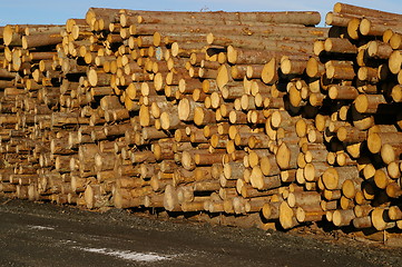 Image showing Log piles