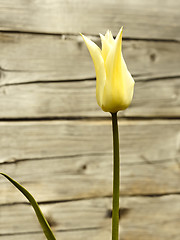 Image showing Blooming tulip against wooden logs