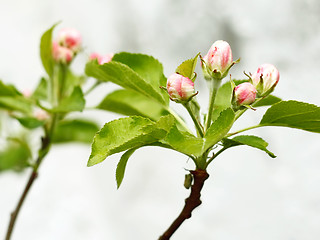 Image showing Pink and white apple tree buds