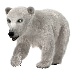 Image showing Baby Polar Bear