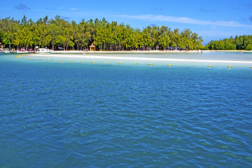 Image showing beach ile du cerfs seaweed   indian ocean tree