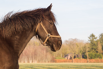 Image showing Frisian horse 
