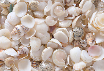 Image showing Shells background