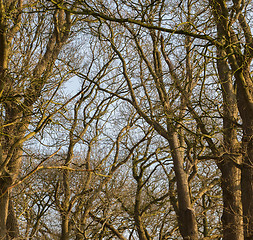 Image showing Branches of trees against the sky