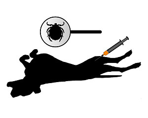 Image showing Dog gets an inoculation against ticks on white