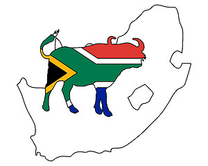 Image showing South Africa buffalo 