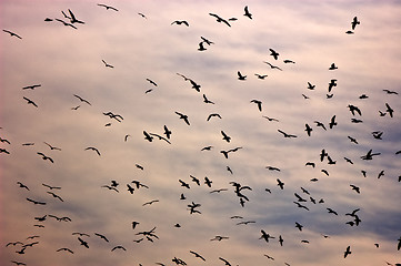 Image showing Birds in the sky