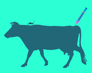 Image showing Cow gets an immunization against a disease of mosquito bites