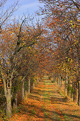 Image showing Autumn