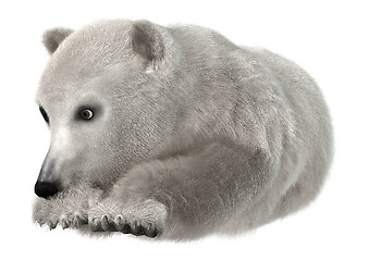 Image showing Polar Bear