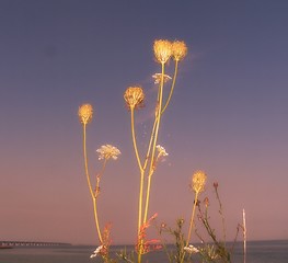 Image showing Umbelliferous plant in sunset.