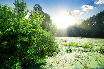 Image showing Algae in river