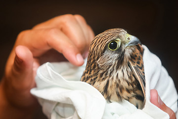 Image showing Lanner falcon in human hands