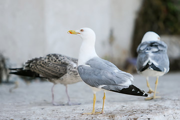 Image showing Seagulls on concrete