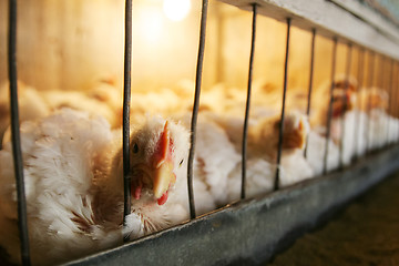 Image showing Hens in cage