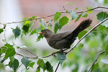 Image showing Blackbird on branch