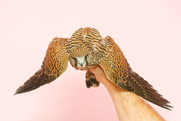 Image showing Lanner falcon on human hand