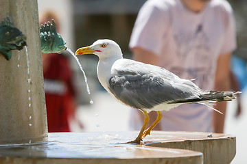Image showing Side view of seagull on water fountain