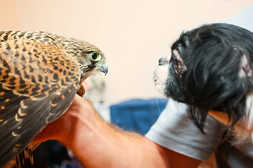 Image showing Lanner falcon and pekingese dog