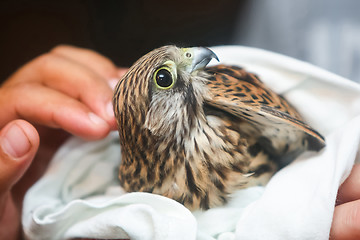 Image showing Lanner falcon wrapped in towel
