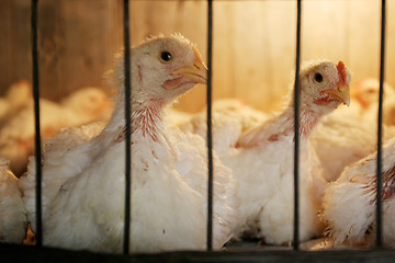 Image showing Hens in coop on chicken farm