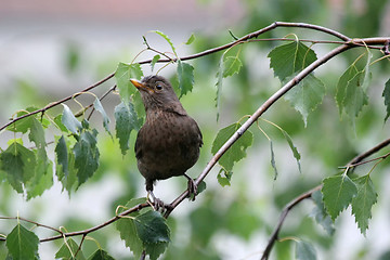 Image showing Blackbird standing on branch