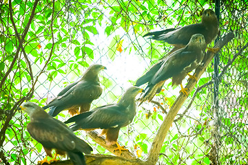 Image showing Hawks on branch