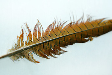 Image showing Pheasant feather