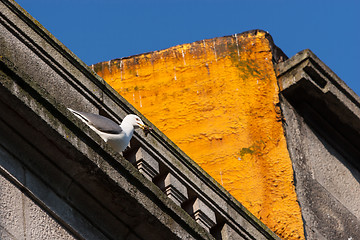 Image showing Seagull on building