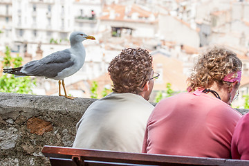 Image showing Seagull standing next to people