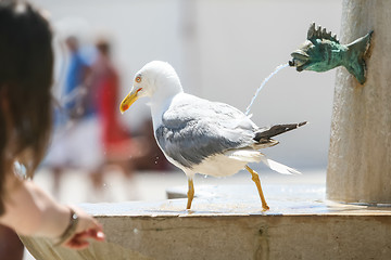 Image showing Seagull walking on water fountain