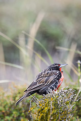 Image showing Long tailed meadowlark on flower