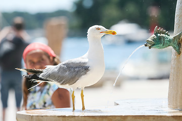 Image showing Seagull on water fountain in city