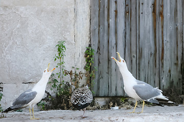 Image showing Three seagulls on concrete