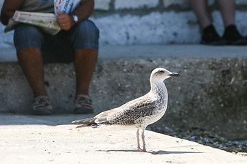 Image showing Side view of seagull standing on floor