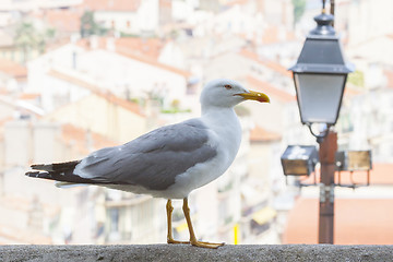 Image showing Seagull in city