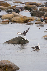 Image showing Seagulls in shoal