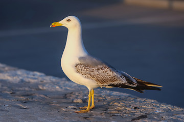 Image showing Side view of gull 