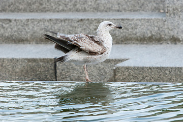 Image showing Seagull on water fountain