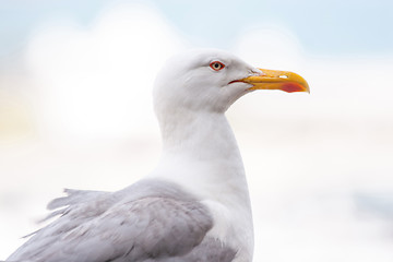 Image showing Seagull