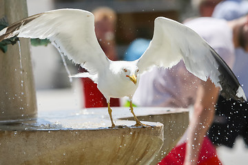 Image showing Seagull spreading wings on water fountain