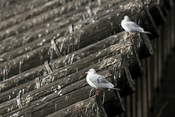 Image showing Two seagulls on roof