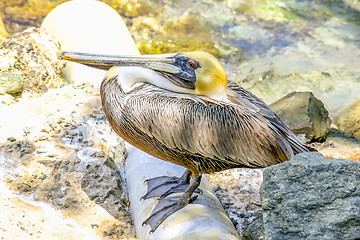 Image showing Yellow head pelican