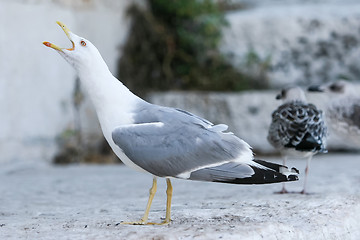 Image showing Seagull with open mouth