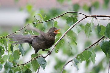 Image showing Blackbird in nature