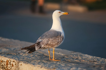 Image showing Side view of seagull 
