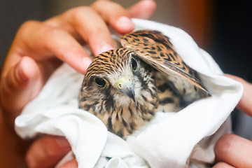 Image showing Lanner falcon