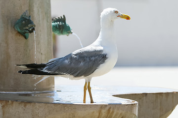 Image showing Side view of seagull on fountain