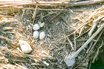 Image showing Bird eggs in nest